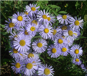 Canadian Wild Flowers